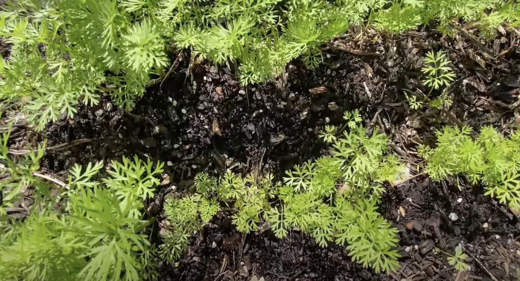 Direct seeding Carrot